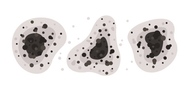 Best Black Mold Removal  in Altus, OK